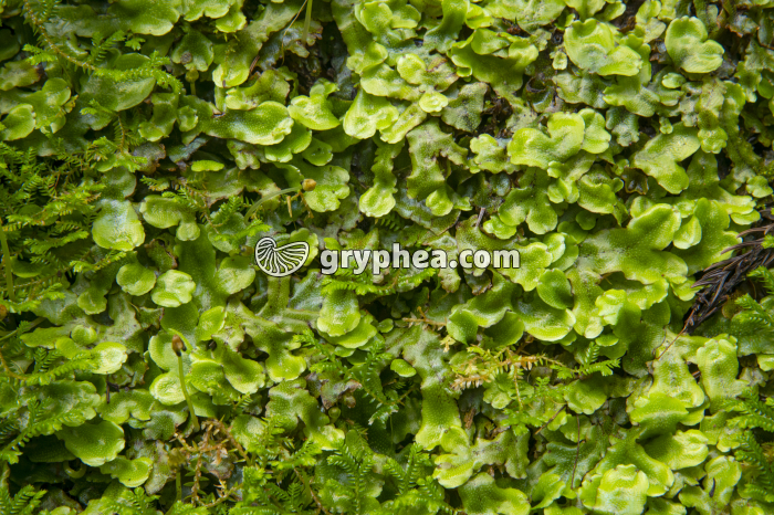 Hépatiques - thalle (Açores)  - gryphea.com